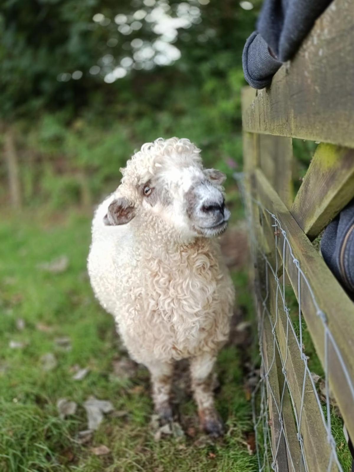 Altarnun The Lambing Shed, Cornwall מראה חיצוני תמונה