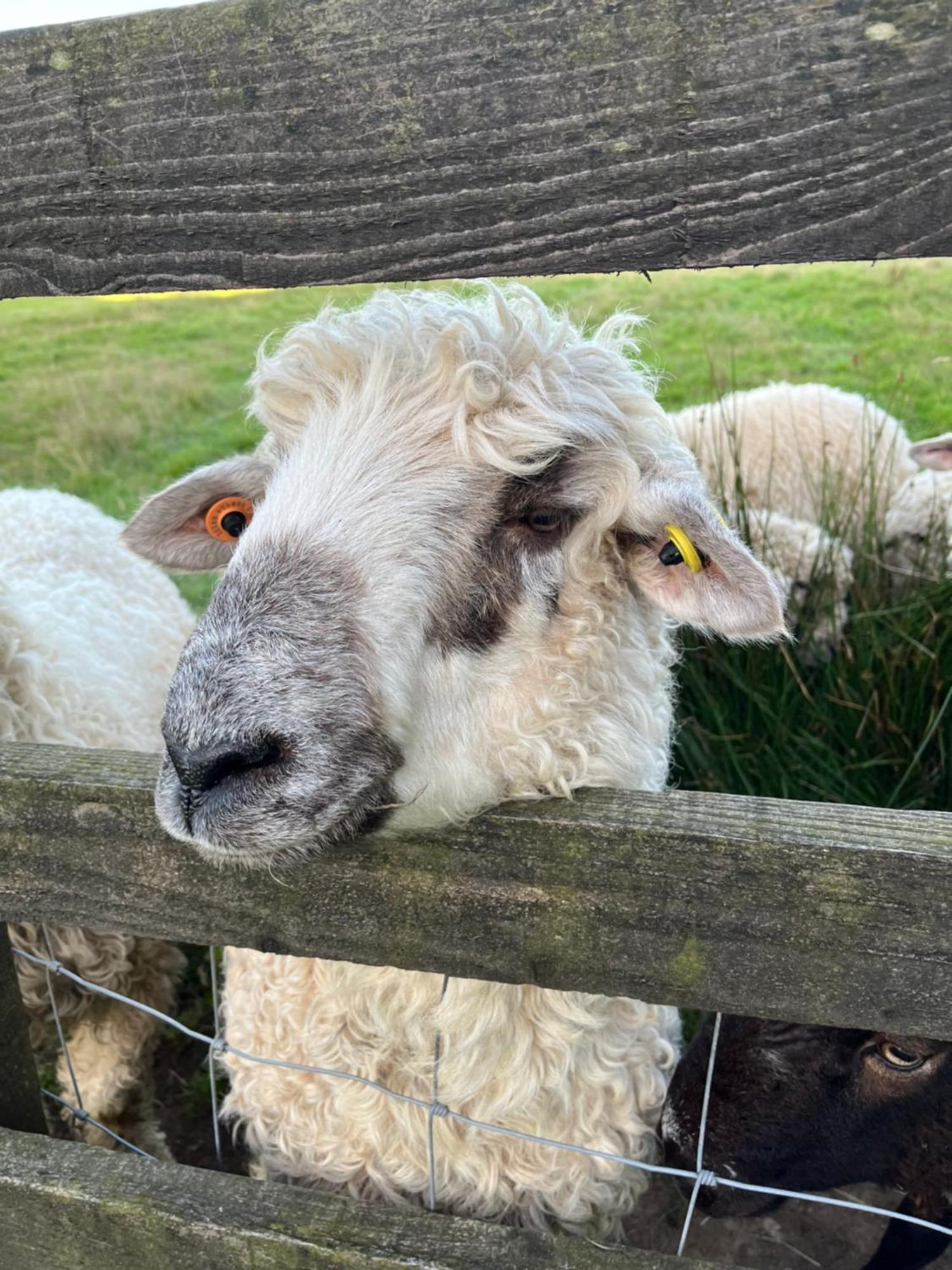 Altarnun The Lambing Shed, Cornwall מראה חיצוני תמונה